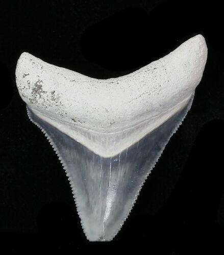 Bone Valley Megalodon Tooth #32624